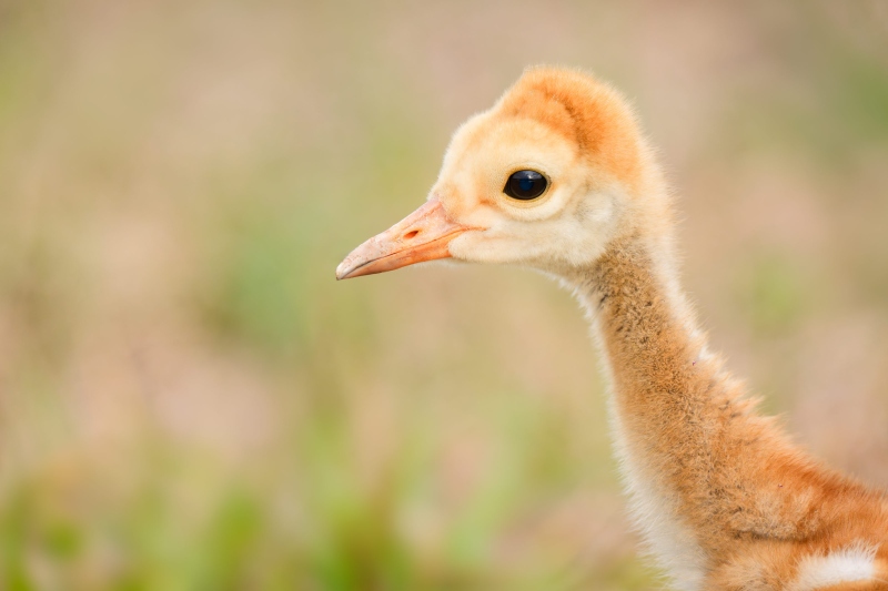 Sandhill-Crane-3200-4-day-old-chick-head-and-shoulders-portrait-_DSC9055-Indian-Lake-Estates-FL-Enhanced-NR