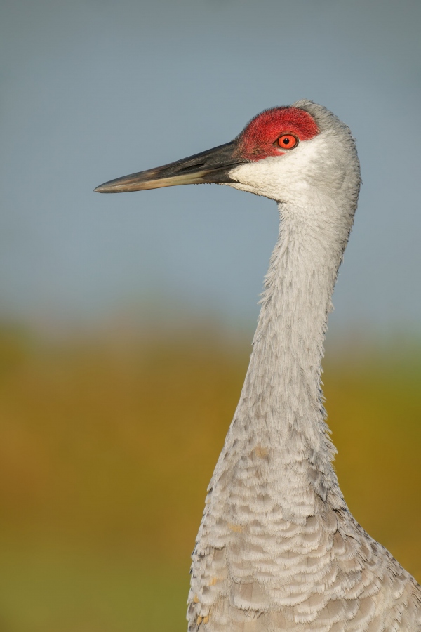 Sandhill-Crane-3200-adult-head-and-neck-protrait_DSC8591-Indian-Lake-Estates-FL-Enhanced-NR