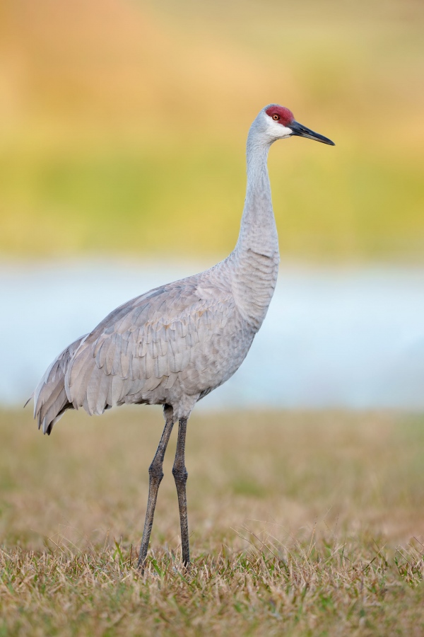 Sandhill-Crane-3200-adult-in-soft-light-_DSC9487-Indian-Lake-Estates-FL-Enhanced-NR