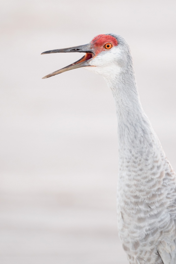 Sandhill-Crane-3200-calling-in-soft-light-_A933181-Indian-Lake-Estates-FL-Enhanced-NR