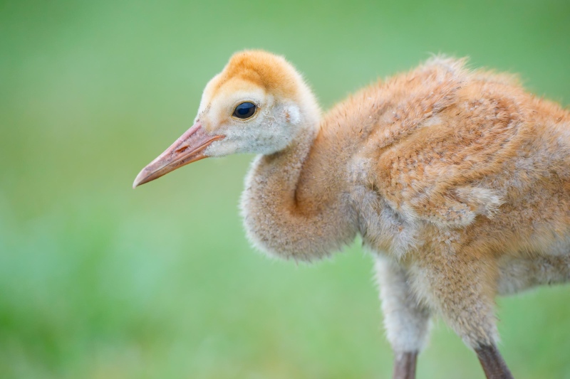 Sandhill-Crane-3200-chick-body-close-up-_DSC3926-Indian-Lake-Estates-FL-Enhanced-NR