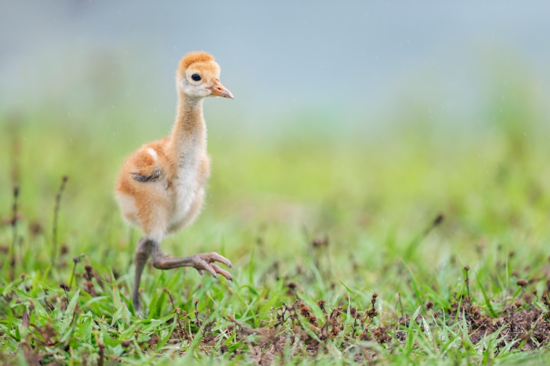 Sandhill-Crane-3200-chick-striding-_DSC5142-Indian-Lake-Estates-FL-Enhanced-NR