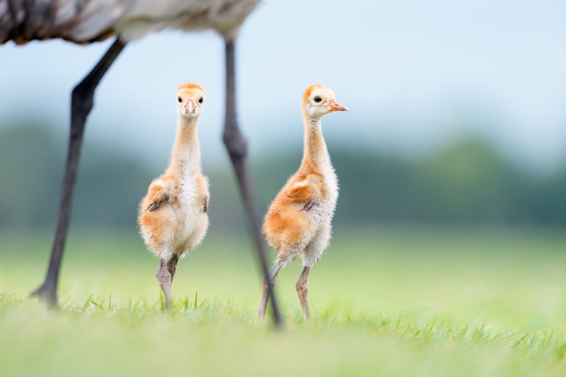 Sandhill-Crane-3200-chicks-about-2-weeks-old-_DSC4530-Indian-Lake-Estates-FL-Enhanced-NR