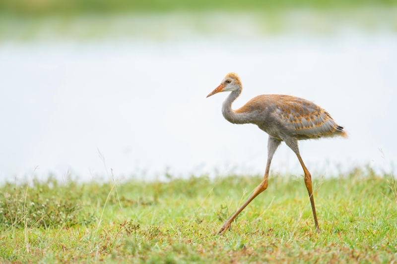 Sandhill-Crane-3200-colt-about-7-weeks-old-_DSC1980-Indian-Lake-Estates-FL