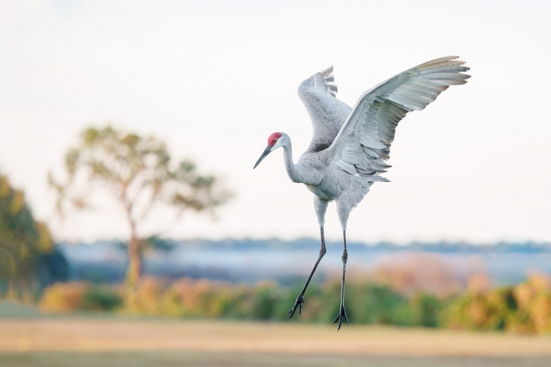 Sandhill-Crane-3200-courtship-dance-jump-_DSC2116-Indian-Lake-Estates-FL-Enhanced-NR