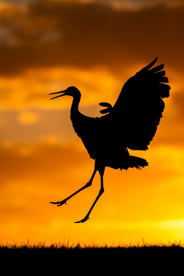 Sandhill-Crane-3200-dancing-at-sunset-_A936698-Indian-Lake-Estates-FL-Enhanced-NR