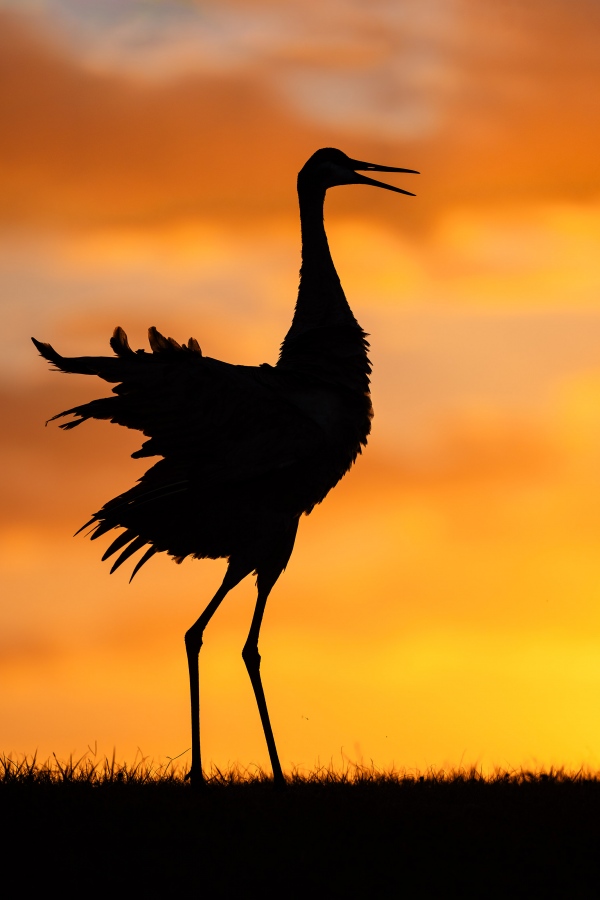 Sandhill-Crane-3200-displaying-at-sunset-_A937802-Indian-Lake-Estates-FL-Enhanced-NR