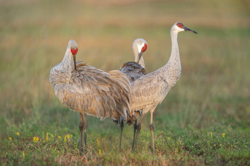Sandhill-Crane-3200-family-_DSC2421-Indian-Lake-Estates-FL-Enhanced-NR