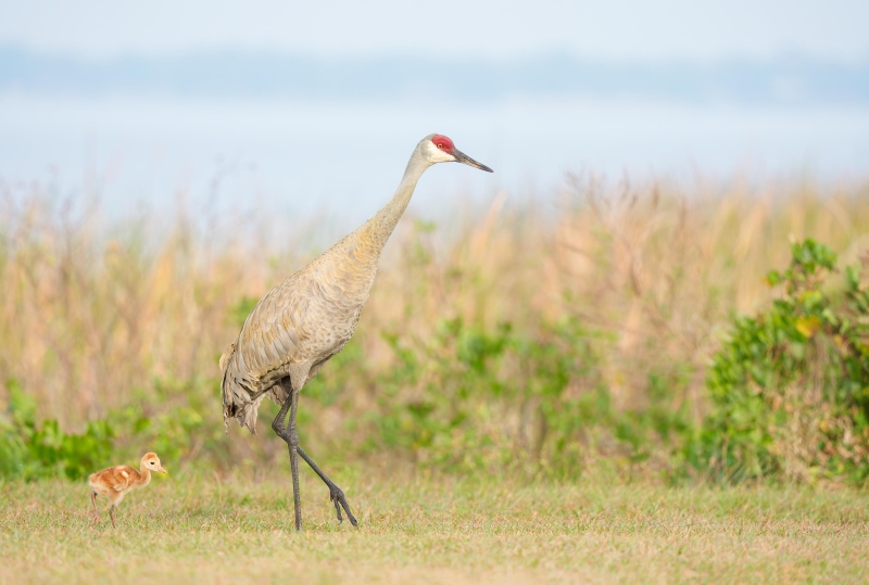 Sandhill-Crane-3200-walking-with-one-chick-_DSC8674-Indian-Lake-Estates-FL-Enhanced-NR