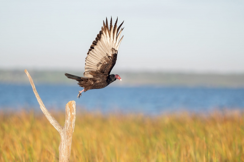 Turkey-Vulture-3200-taking-flight-_A934439-Indian-Lake-Estates-FL-Enhanced-NR
