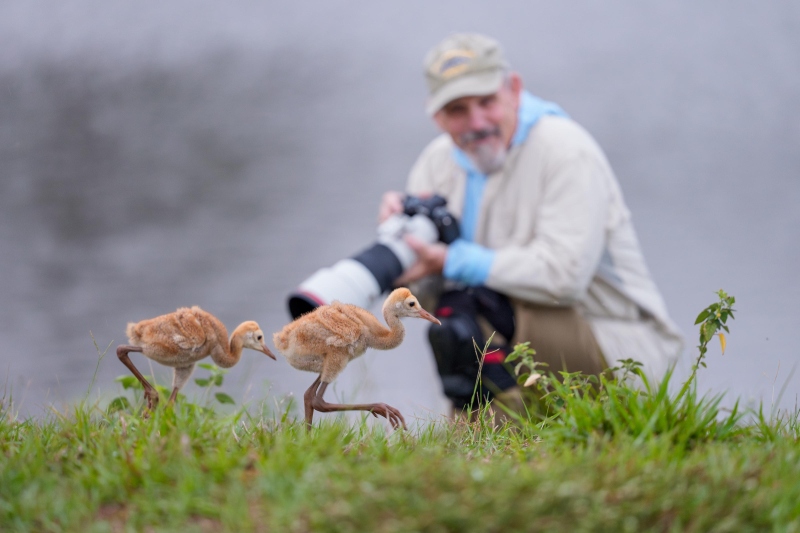 photographer-3200-with-crane-chicks-_DSC4097-Indian-Lake-Estates-FL-Enhanced-NR