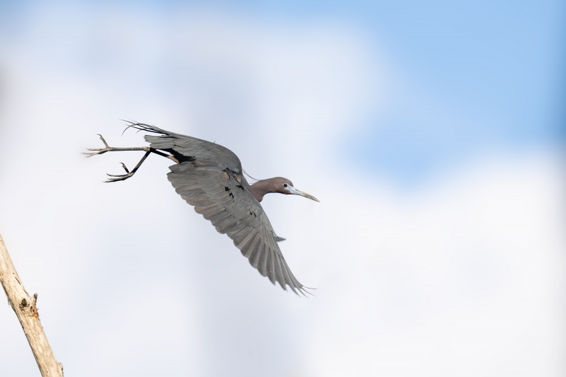 Little-Blue-Heron-3200-taking-flight-_A1G1661-Okefenokee-Swamp-GA