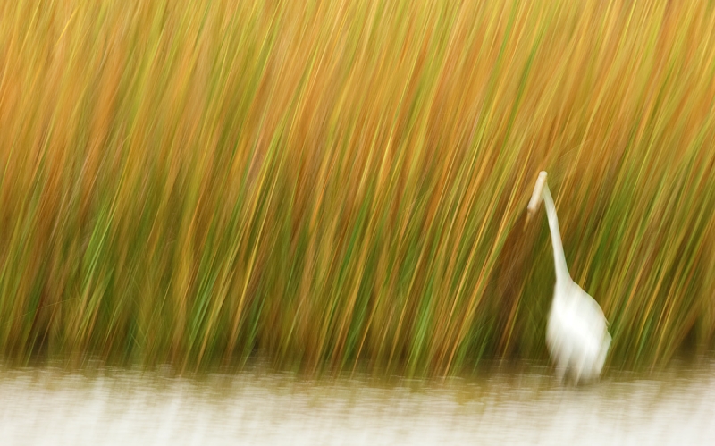 great-egret-reeds-blur-this-one