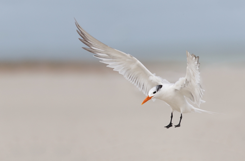 royal-tern-landing-bands-removed-_q8r4696-fort-desoto-park-st-petersburg-fl