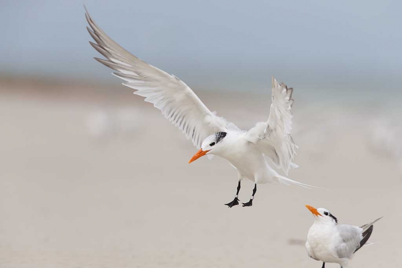 royal-tern-orig-_q8r4696-fort-desoto-park-st-petersburg-fl