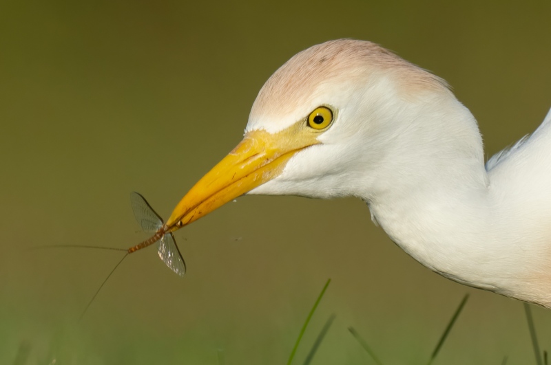 100-pct-crop-Cattle-Egret-holding-mayfly-_A1G7805-Indian-Lake-Estates-FL