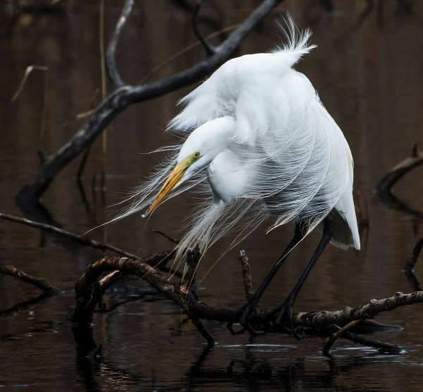 100_johann_schumacher_a0_7330_1_great-egret__0