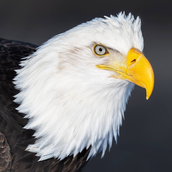 1_Bald-Eagle-2400-SQUARE-adult-head-portrait-_7R49337-Kachemak-Bay-AK