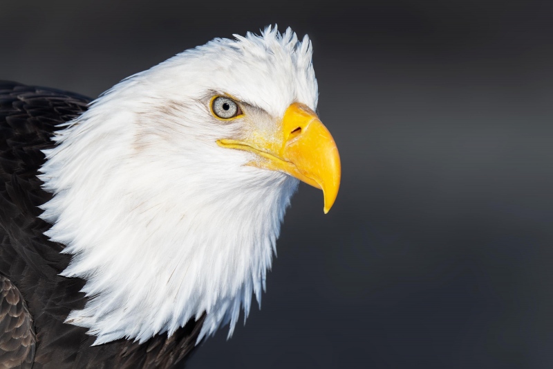 1_Bald-Eagle-3200-adult-head-portrait-_7R49337-Kachemak-Bay-AK