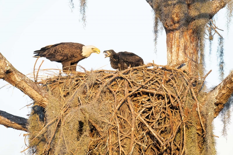 1_Bald-Eagle-3200-feeding-NR-large-chick-_A1G0024-Indian-Lake-Estates-FL