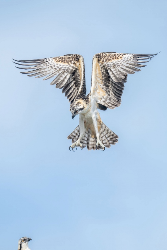 1_Osprey-3200A-juvenile-exercising-wings-above-nest-platform-_A1G8633-Indian-Lake-Estates-FL