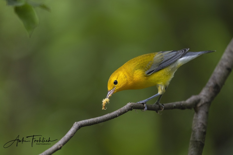 1_Prothonotary-Warbler-blog-1600-male-_A1B0367-Central-Park-NY
