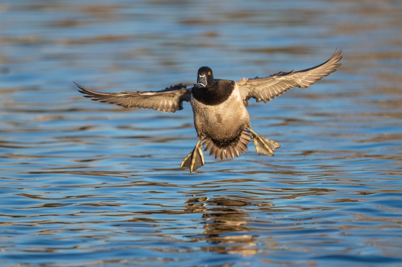 1_Ring-necked-Duck-3200-drake-landing-_DSC2888-San-Diego-CA