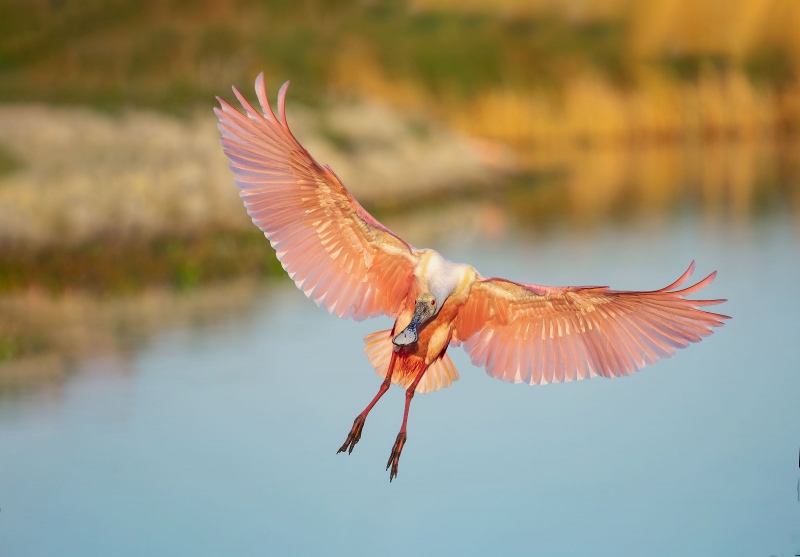 1_Roseate-Spoonbill-3200-braking-to-land-_A1B9554-Stick-Marsh-Fellsmere-FL