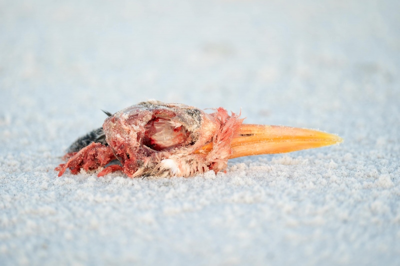 1_Royal-Tern-3200-dismemeberd-head-_A9B1409-Fort-DeSoto-Park-FL