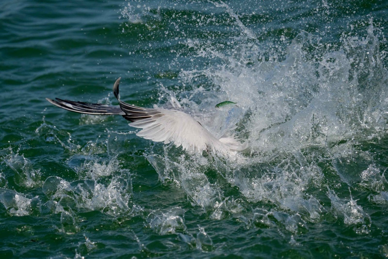 1_Royal-Tern-fishing-3200-_A1G3449-Fort-DeSoto-Park-FL