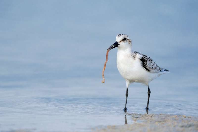 1_Sanderling-3200-juvenile-with-marine-worm-_A1B6064-Fort-DeSoto-Park-FL