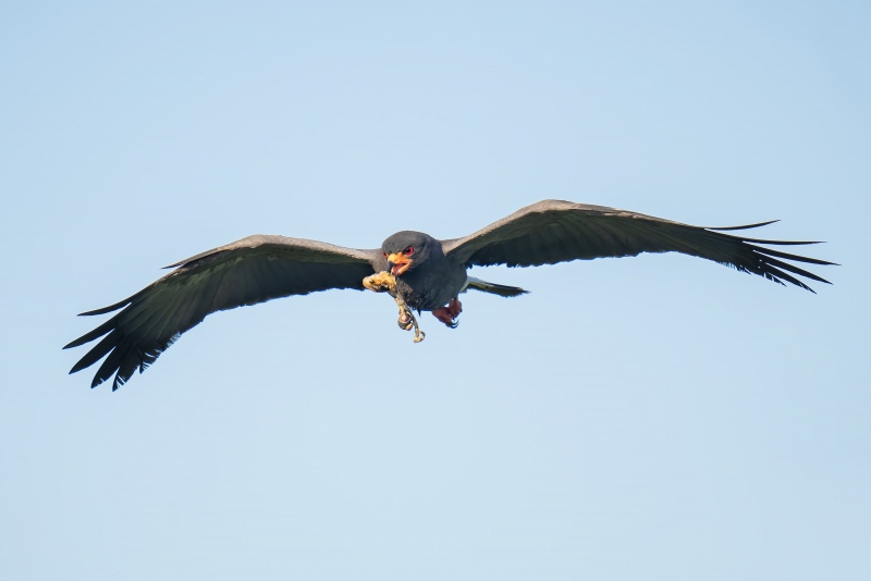 1_Snail-Kite-3200-male-with-snail-meat-_A1G9491-Lake-Kissimmee-FL