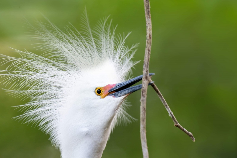 1_Snowy-Egret-3200-with-stick-for-nest-_A1G2125-St.-Augustine-Alligator-Farm-FL-GA