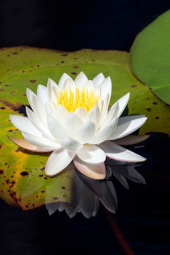 1_White-Water-Lily-3200-_A1G1755-Okefenokee-Swamp-GA