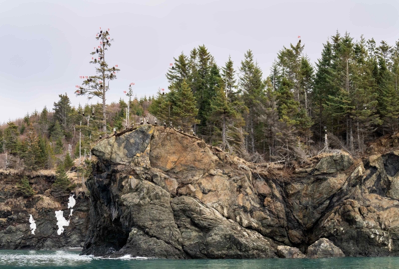 1_eagles-3200-counted-40-Bald-Eagles-roosting-_A1G2651-Kachemak-Bay-AK