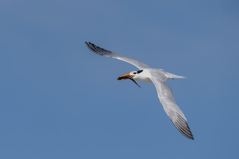 2_Royal-Tern-3200-with-fish-for-chick-_A1G6480Huguenot-Memorial-Park-Jacksonville-FL