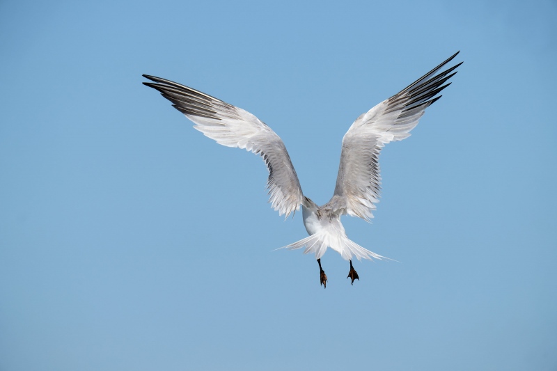 2_Royal-Tern-landing-away-_A1G6354Huguenot-Memorial-Park-Jacksonville-FL