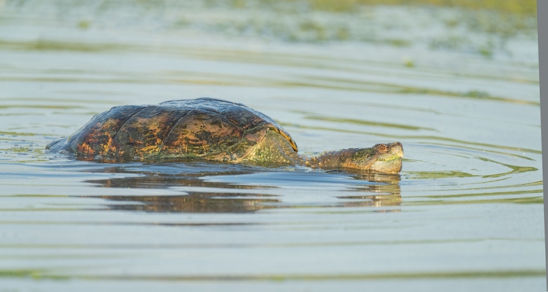 A1G7553-Jamaica-Bay-Wildlife-Refuge-Queen-NY