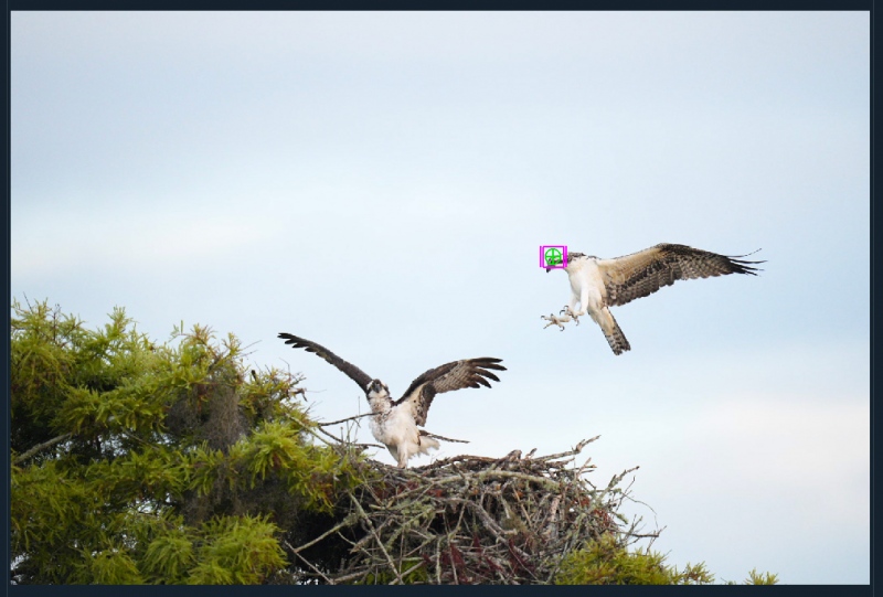 A7INFO-Osprey-landing-at-nest-1