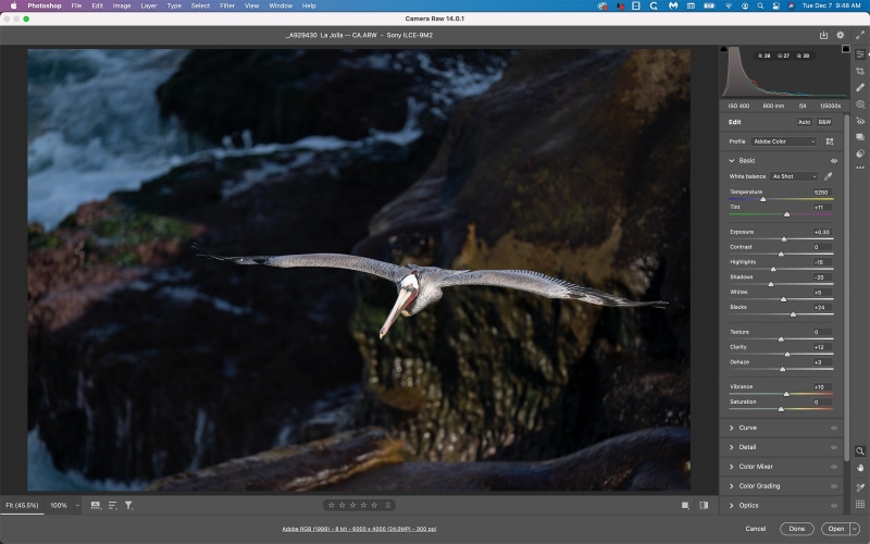 ACR-BrPelican-flight-over-rocks-1