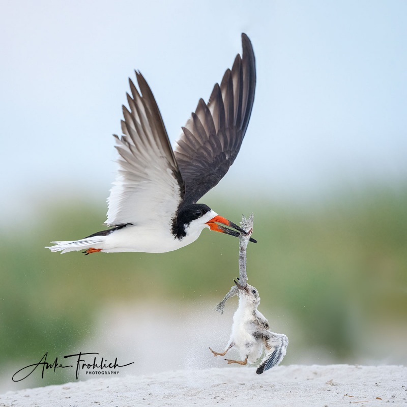 ANKE-Black-Skimmer-lifting-chick-by-needlefish-Anke-1200_A1B6567-Nickerson-Beach-NY-2