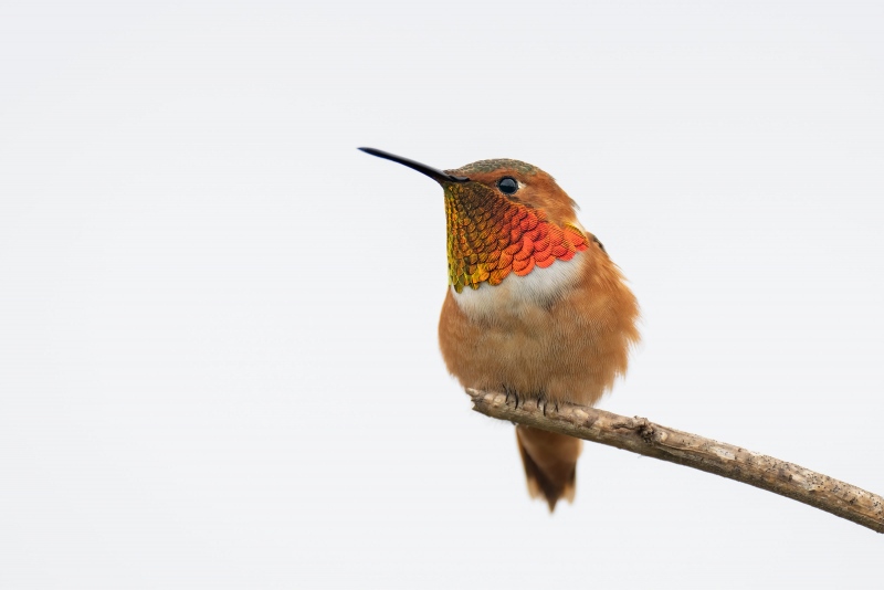 Allens-Hummingbird-3200-male-on-clean-perch-_A1G3714-La-Jolla-CA