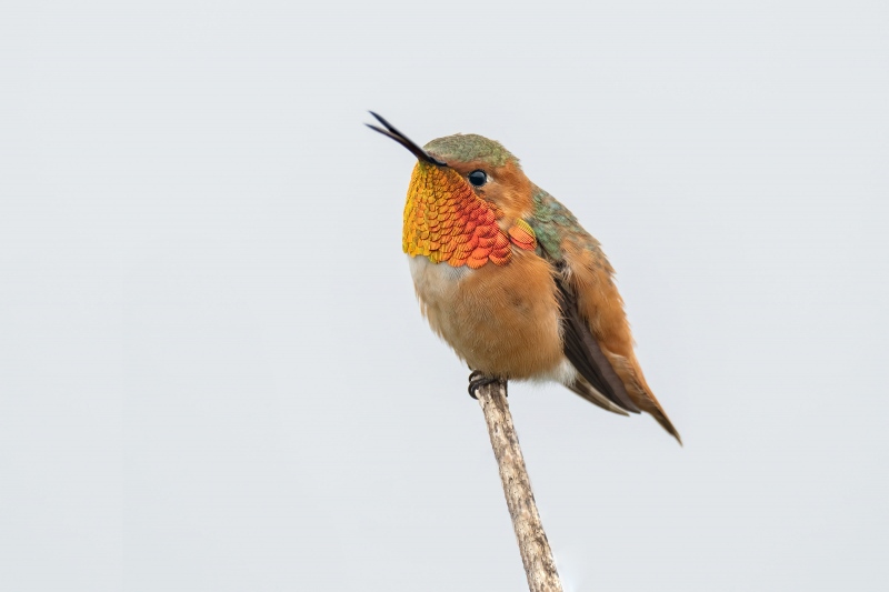 Allens-Hummingbird-3200-male-singing-_A1G3530-La-Jolla-CA
