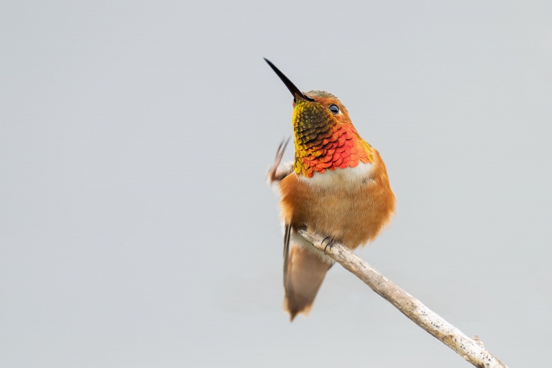 Allens-Hummingbird-3200-scratching-_A1G3995-La-Jolla-CA