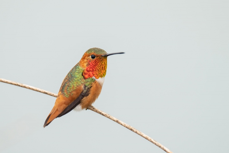 Allens-Hummingbird-3200-side-view-_A1G3872-La-Jolla-CA