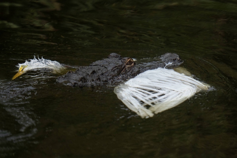 American-Alligator-3200-with-large-Great-Egret-chick-_A1G2178St.-Augustine-Alligator-Farm-FL