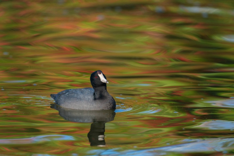 American-Coot-3200-in-red-green-reflections-_A921266-Santee-Lakes-CA