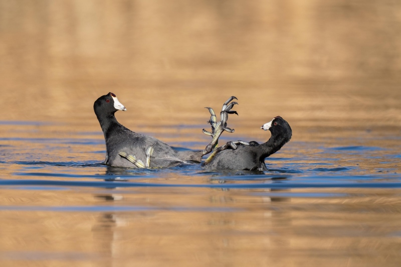 American-Coots-3200-battling-_A1G3313-Santee-Lakes-Preserve-CA