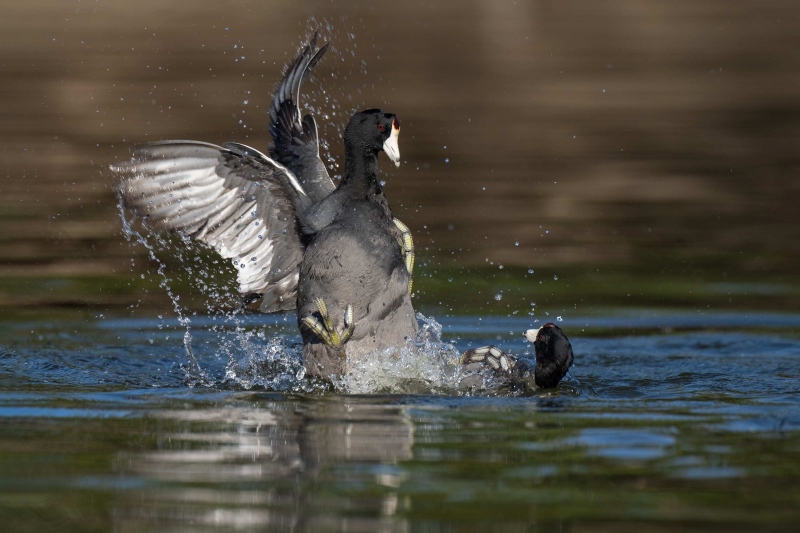 American-Coots-3200-battling-_A1G3531-Santee-Lakes-Preserve-CA