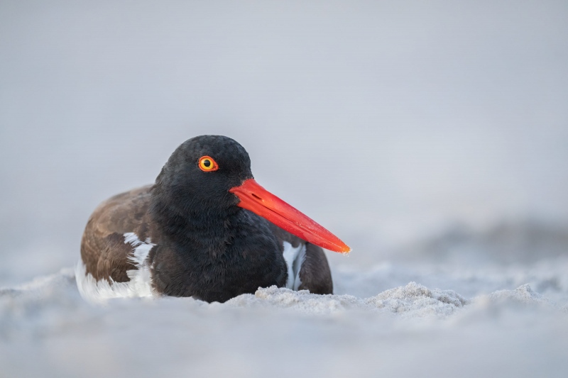 American-Oysrtercatcher-3200-resting-on-beach-_A1G8619-Nickerson-Beach-Lido-Beach-NY